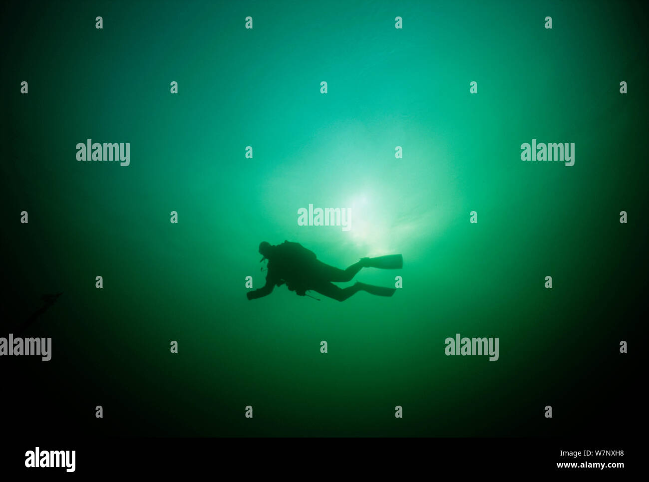 Subacqueo tecnico in Dry Suit esplorando il mare di smeraldo. Isola di Vancouver, British Columbia, Canada, Oceano Pacifico Modello rilasciato. Foto Stock