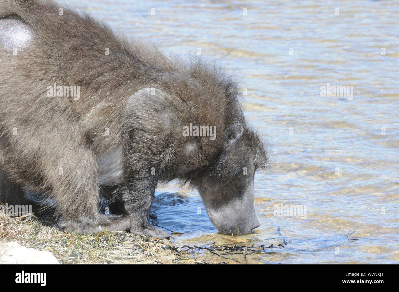 Chacma baboon (Papio hamadryas ursinus), maschio alfa bere da vlei. deHoop, Western Cape, Sud Africa, Settembre. Foto Stock