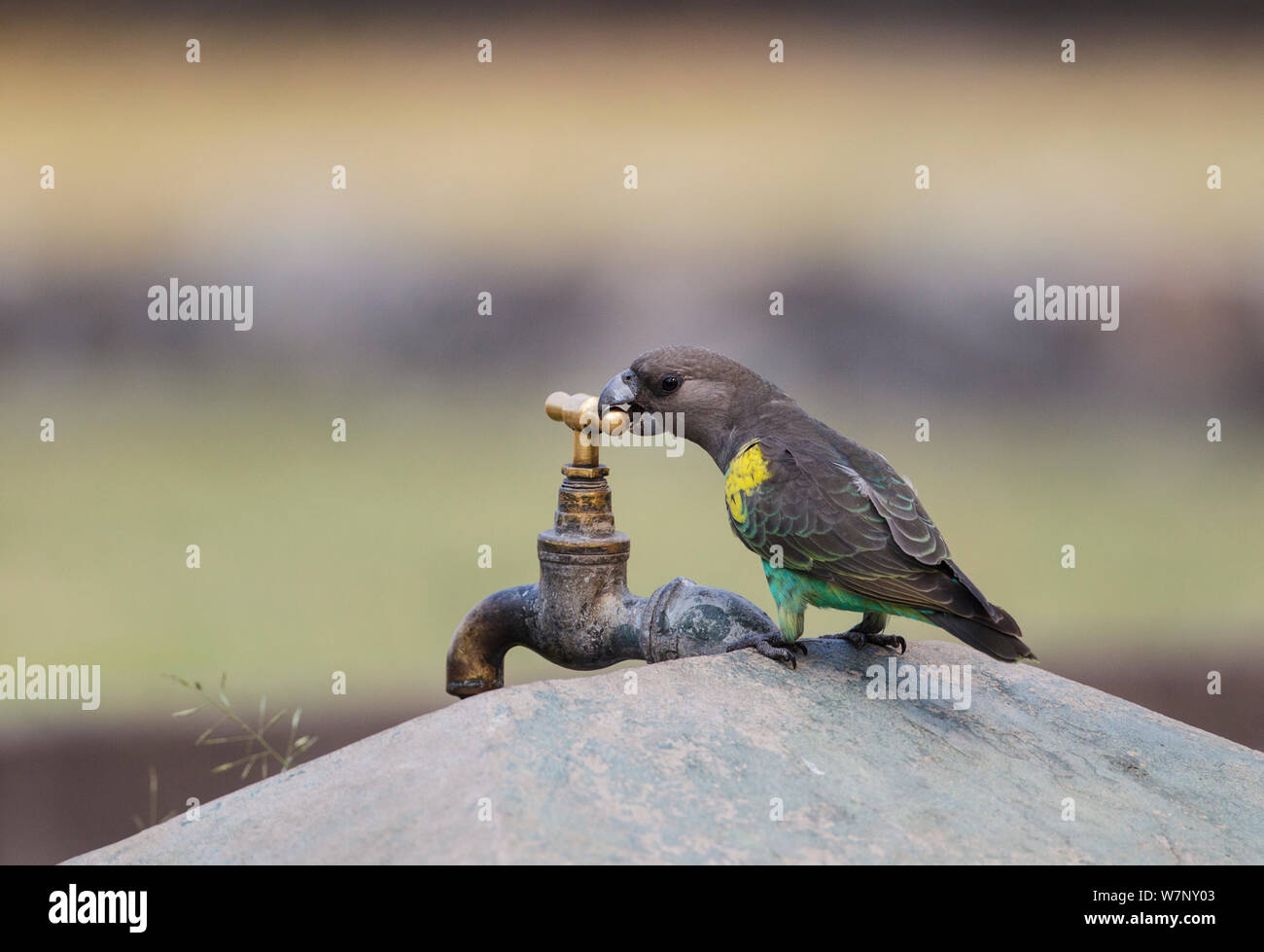 Meyer, Parrot (Poicephalus meyeri) in un campeggio rubinetto di acqua, Parco Nazionale di Hwange Zimbabwe, Ottobre Foto Stock