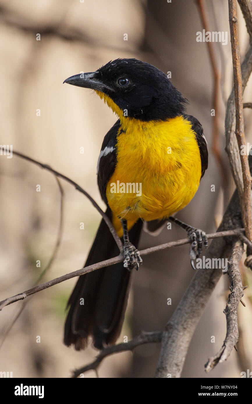 Crimson Breasted Gonolek / Shrike (Laniarius atrococcineus) ritratto di un raro giallo morph, Parco Nazionale di Hwange Zimbabwe Ottobre 2012 Foto Stock