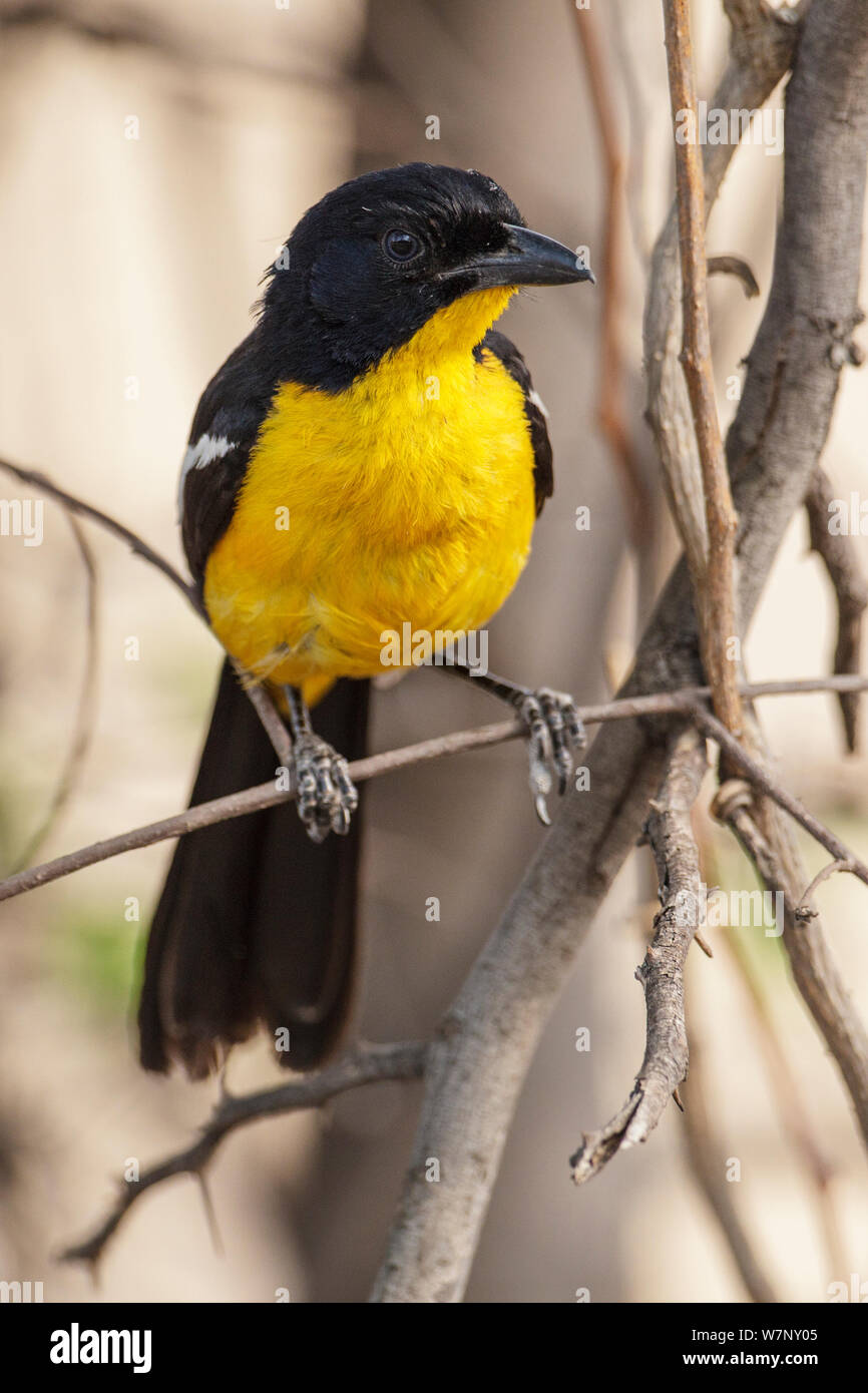 Crimson Breasted Gonolek / Shrike (Laniarius atrococcineus) ritratto di un raro giallo morph, Parco Nazionale di Hwange Zimbabwe Ottobre 2012 Foto Stock