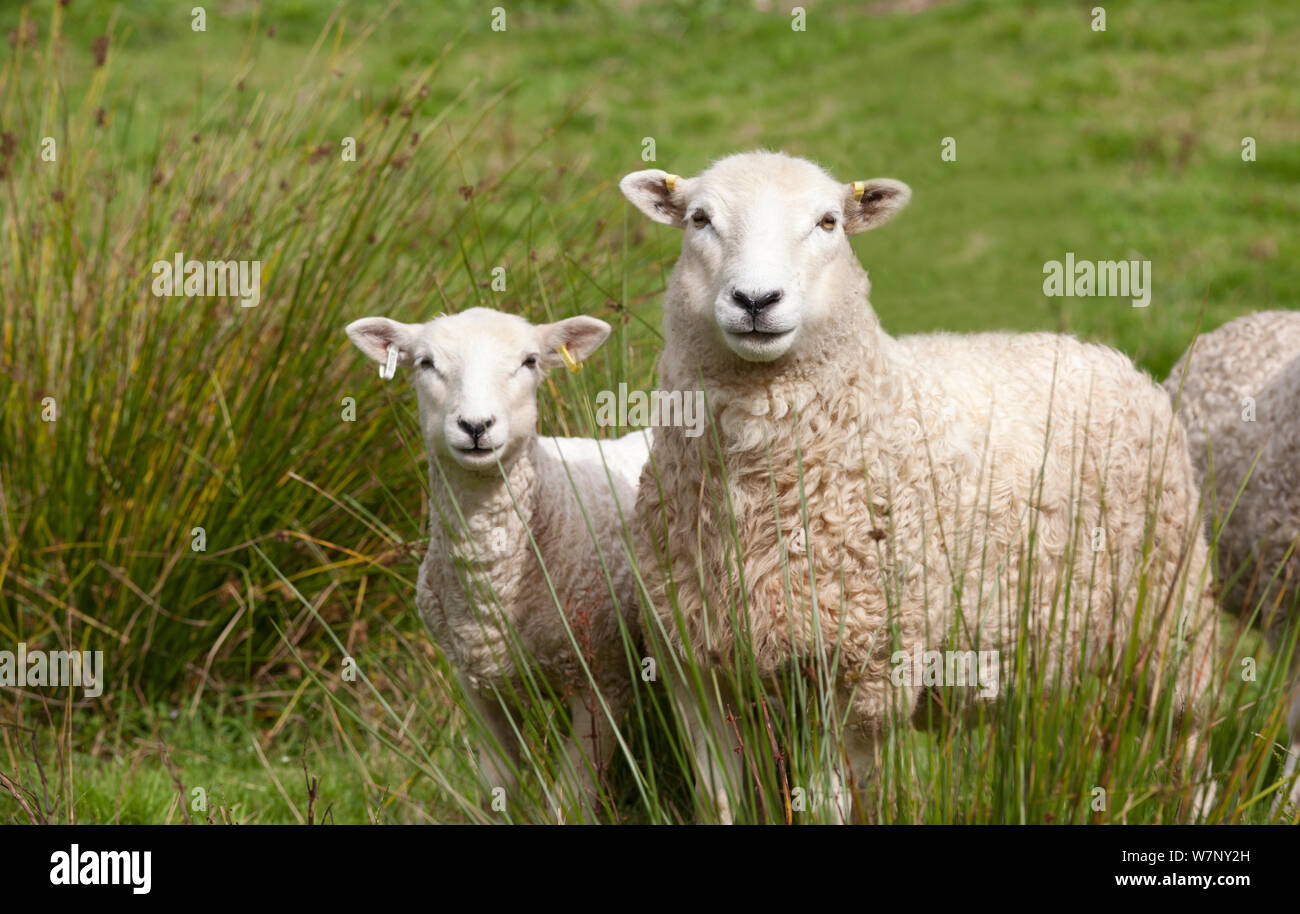 Whiteface pecore (Ovis aries) madre e di agnello. Dartmoor Devon, Regno Unito, Agosto 2011. Foto Stock
