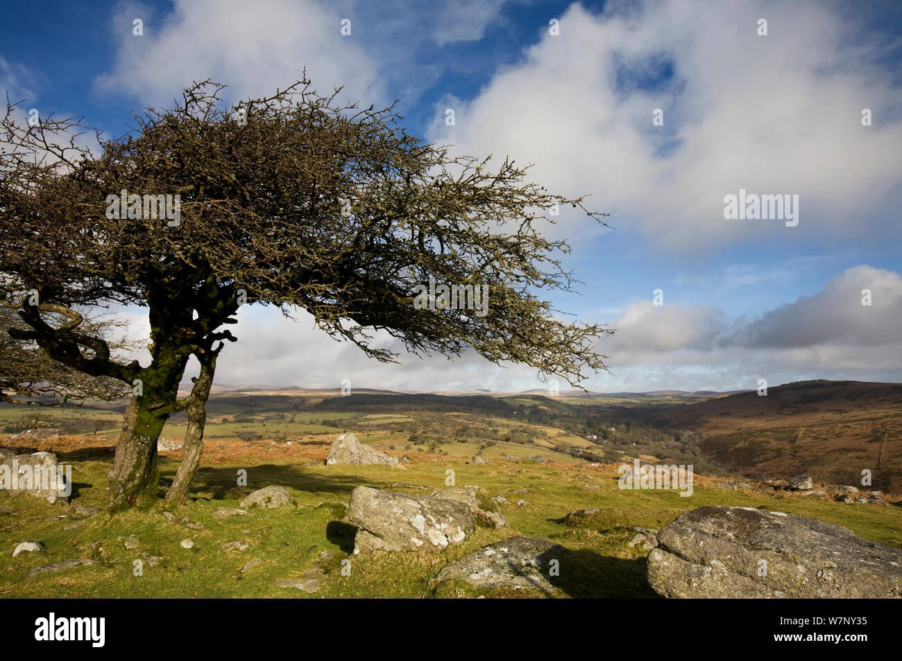 Ventoso biancospino (Crataegus monogyna) albero vicino a Coombestone Tor. Parco Nazionale di Dartmoor, Devon, Regno Unito, febbraio. Foto Stock