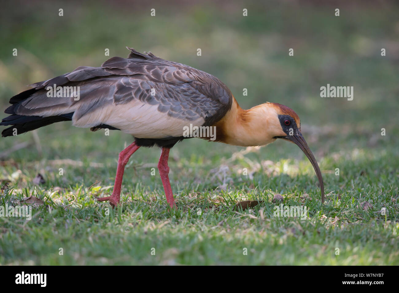 Buff-colli (ibis Theristicus caudatus hyperorius) foraggio, Mato Grosso do Sul, Brasile Foto Stock