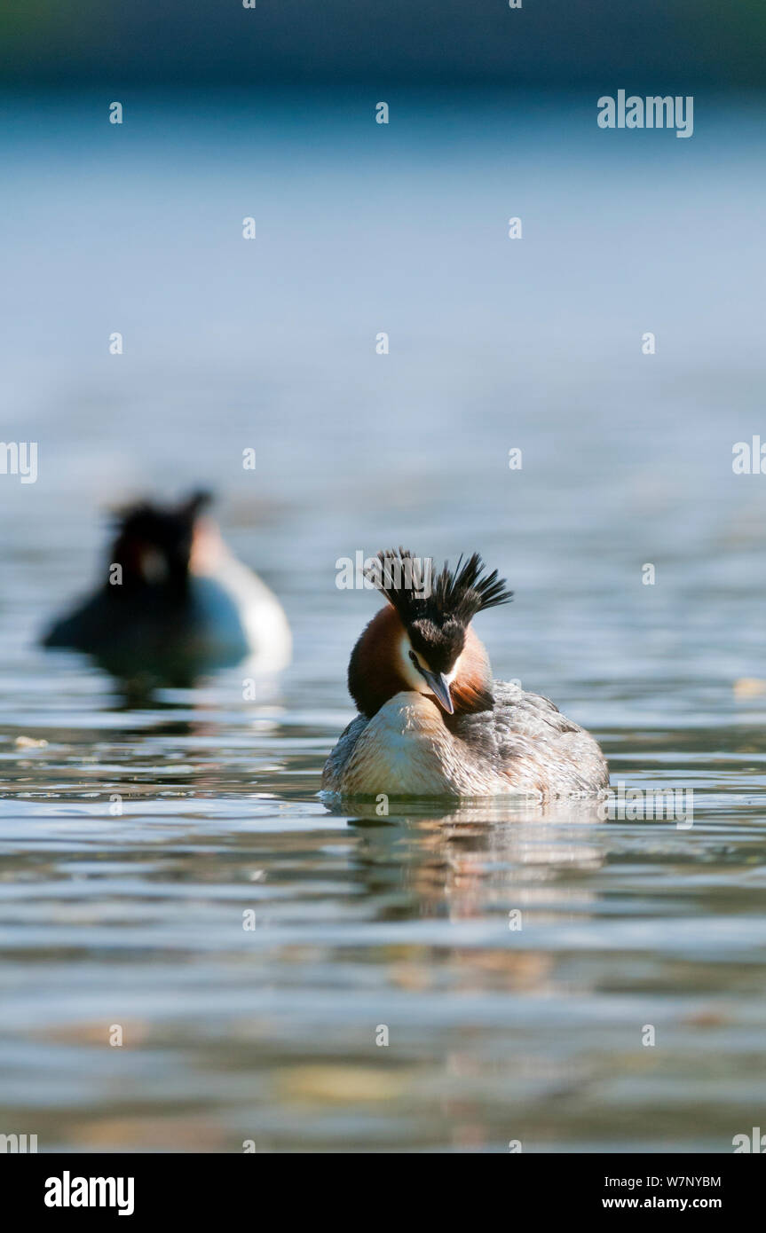 Australasian Crested svassi (Podiceps cristatus) sull'acqua. Il lago di Mcgregor, vicino Tekapo, Nuova Zelanda, Ottobre. Foto Stock