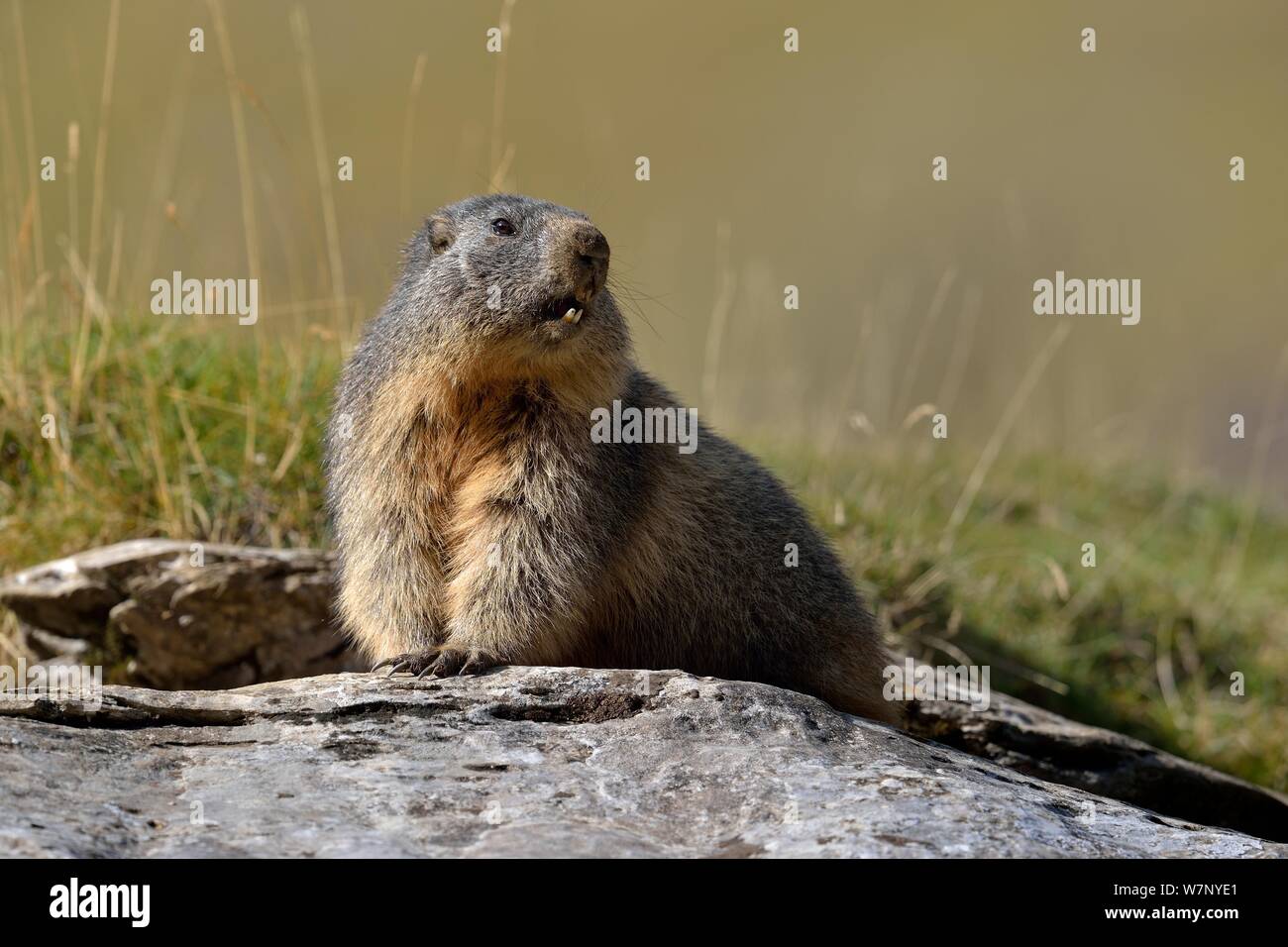 Alpine marmotta (Marmota marmota) verticale. Pirenei francesi, Settembre. Foto Stock