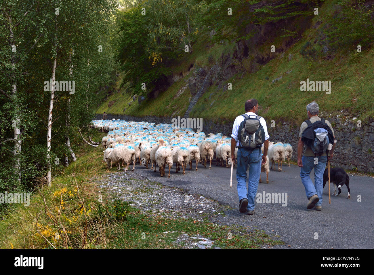 Pecore (Ovis aries) gregge, essendo herded da pastori e cani lungo la strada. Ossoue valley, Pirenei francesi, Settembre. Foto Stock