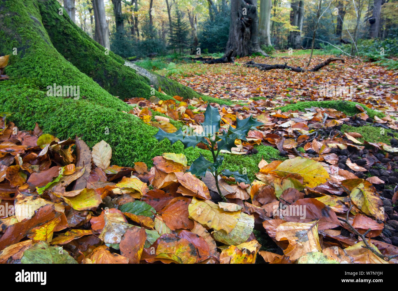 Holly Tree seedling (Ilex aquifolium) tra foglie di autunno a base di faggio (Fagus sylvatica) Norfolk, Novembre Foto Stock