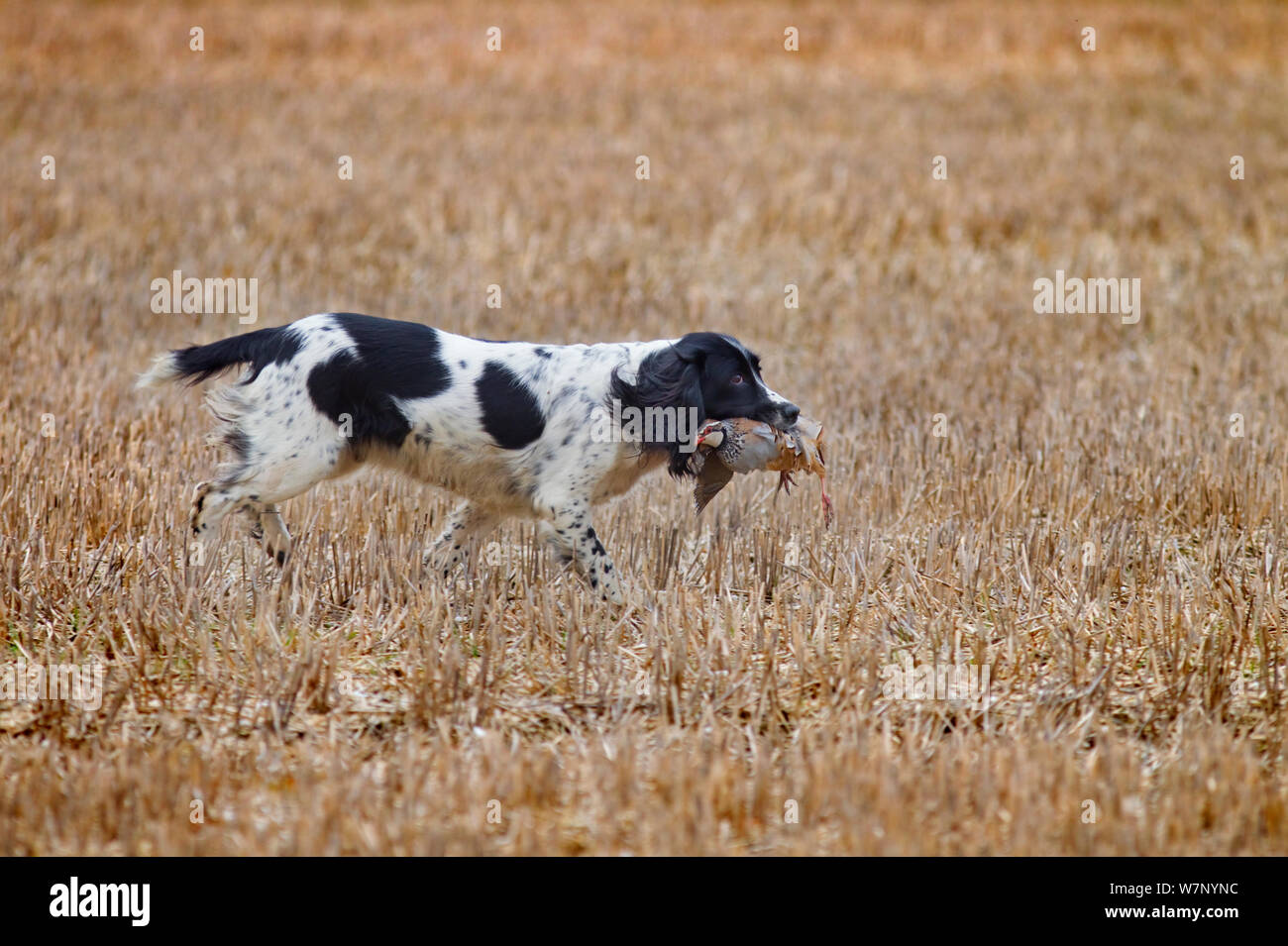 Springer Spaniel recupero shot Fagiano comune (Phasianus colchicus) nel campo di stoppie, Essex, Novembre Foto Stock