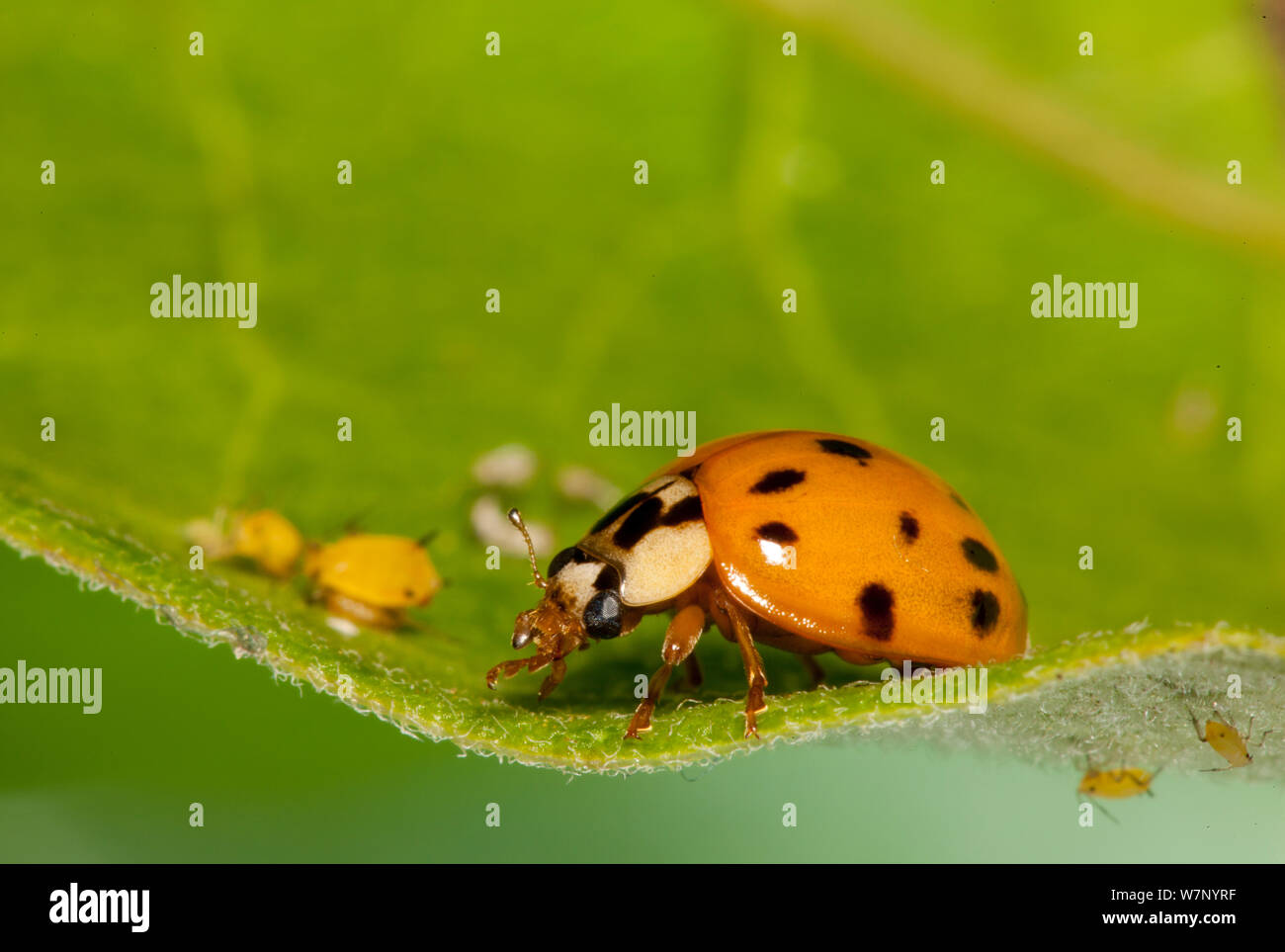 Variopinto asian lady beetle (Harmonia axyridis), Pennsylvania, USA, luglio. Foto Stock