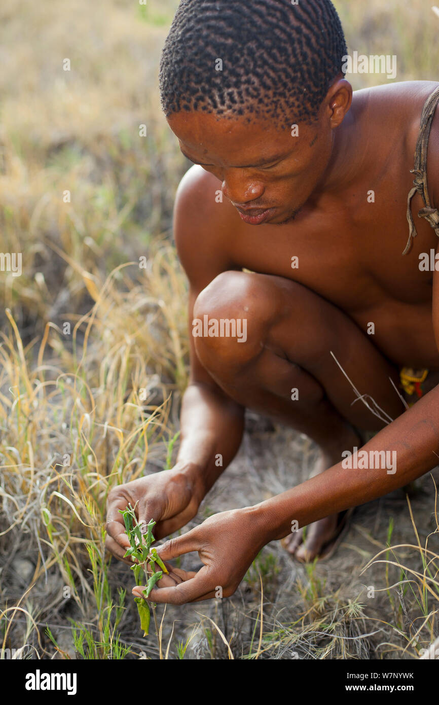 Un Zu/'hoasi cacciatori boscimani si accovaccia e raccoglie vegetale commestibile lascia sulle pianure del Kalahari, in Botswana. Aprile 2012. Foto Stock