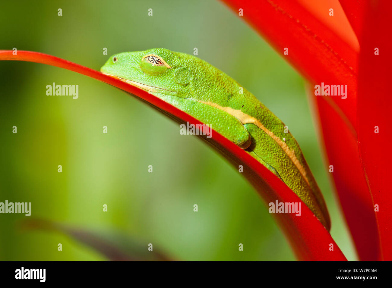 Red-eyed Treefrog (Agalychnis callidryas) appoggiata sul fiore bromeliad, captive dal Sud America Foto Stock