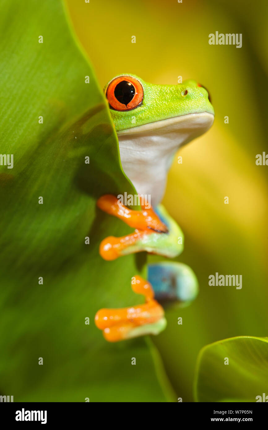 Red-eyed Treefrog (Agalychnis callidryas) il peering da dietro una foglia, captive dal Sud America Foto Stock