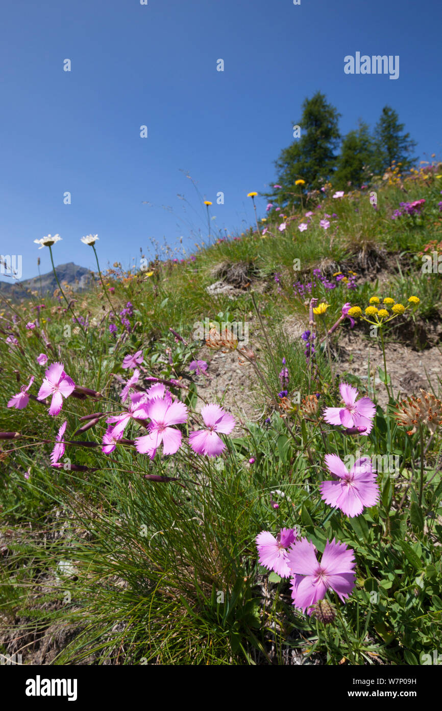 Il legno di rosa (Dianthus sylvestris) in primo piano della fioritura prato alpino a 200m di altitudine, Valle d'Aosta, Monte Rosa massiccio, Pennine, Italia. Luglio. Foto Stock