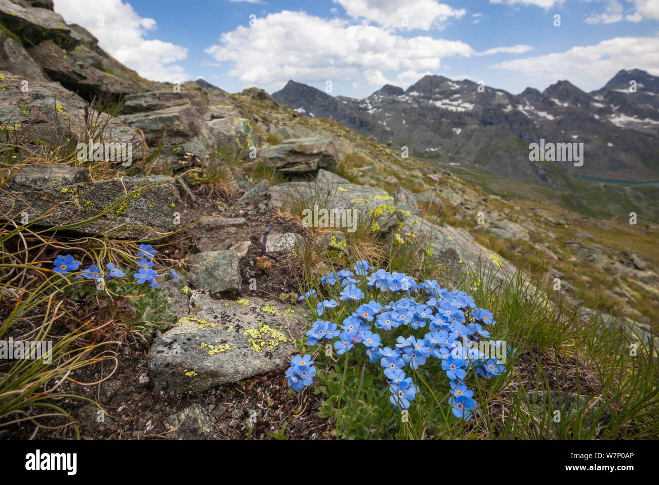 Il re delle Alpi (Eritrichium nanum) cresce sulle montagne. Valle d'Aosta, Monte Rosa massiccio, Pennine, Italia. Luglio. Foto Stock