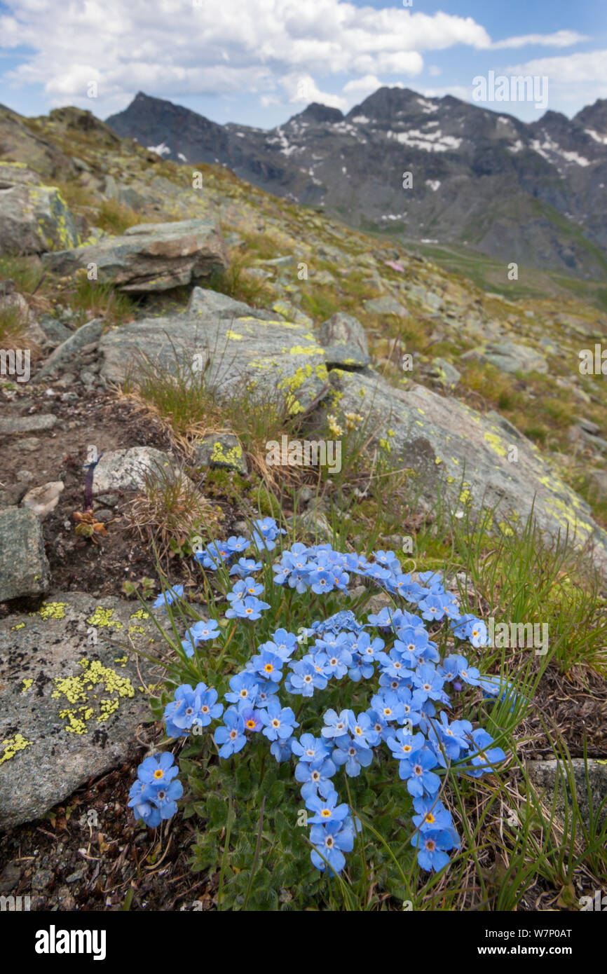 Il re delle Alpi (Eritrichium nanum) crescente sul versante della Valle d'Aosta, Monte Rosa massiccio, Pennine, Italia. Luglio. Foto Stock