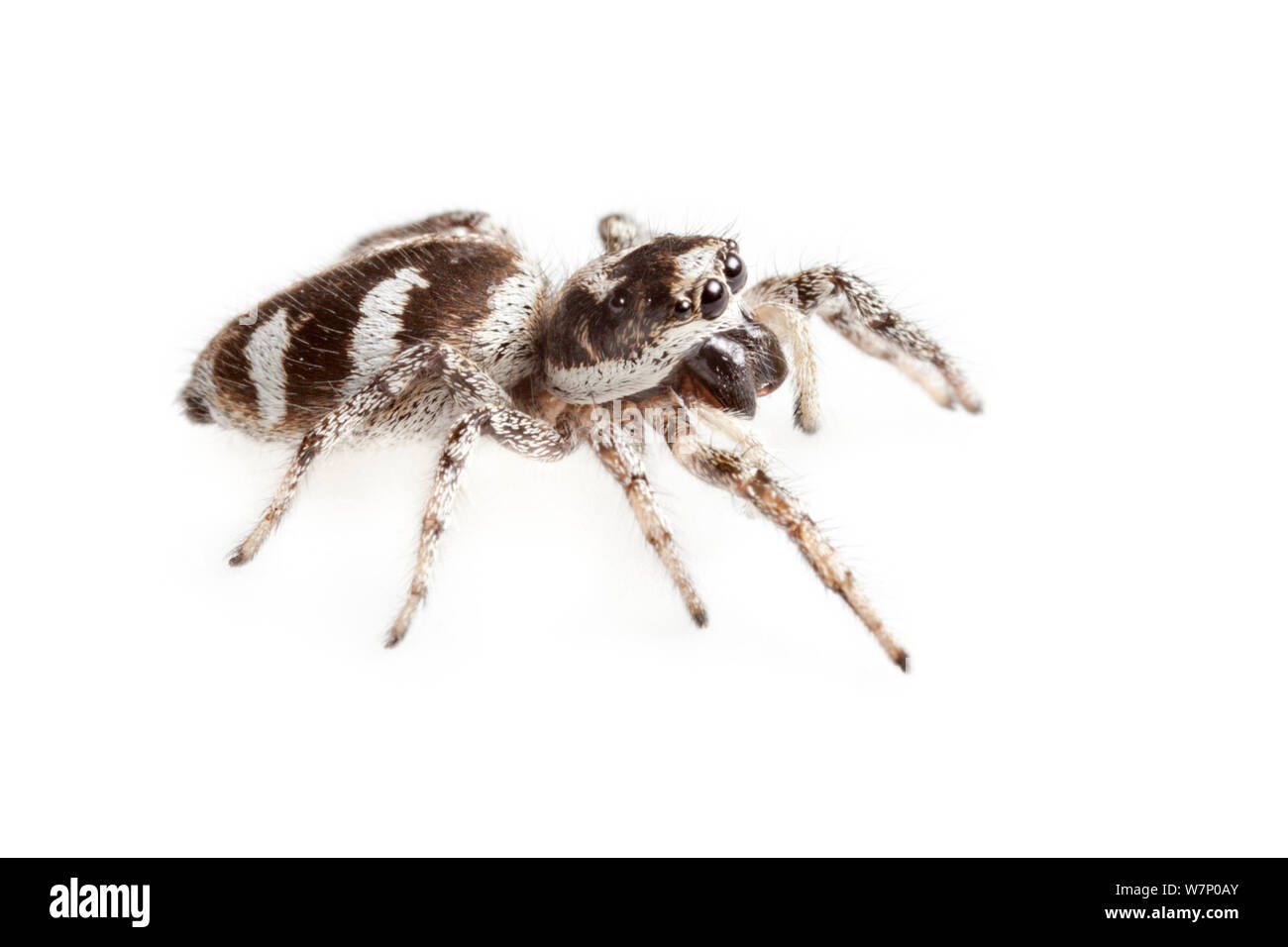 Zebra spider (Salticus scenicus) un membro del jumping spider (Famiglia Salticidae) fotografato su uno sfondo bianco. Valle d'Aosta, Monte Rosa massiccio, Pennine, Italia. Luglio. Foto Stock