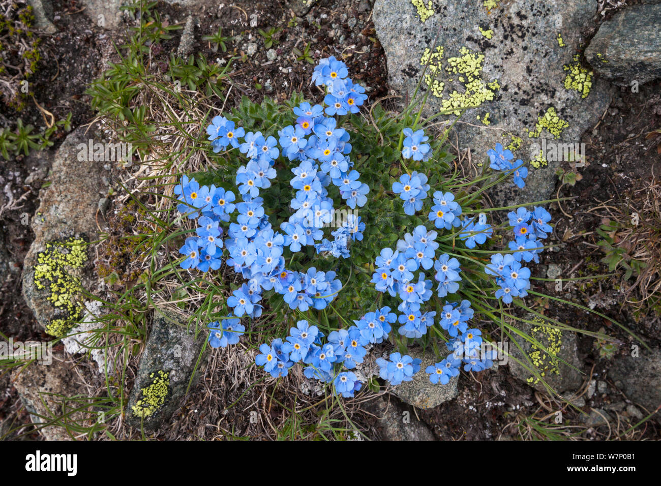 Il re delle Alpi (Eritrichium nanum) crescente sul versante della Valle d'Aosta, Monte Rosa massiccio, Pennine, Italia. Luglio. Foto Stock