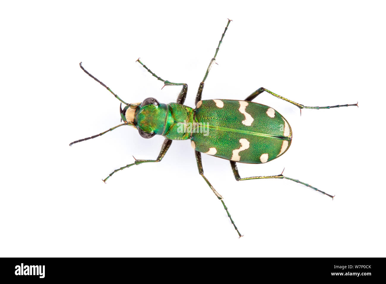 Tiger Beetle (Cicindela hybrida) di overhead ritratto, fotografato su uno sfondo bianco. Valle d'Aosta, Monte Rosa massiccio, Pennine, Italia. Luglio. Foto Stock