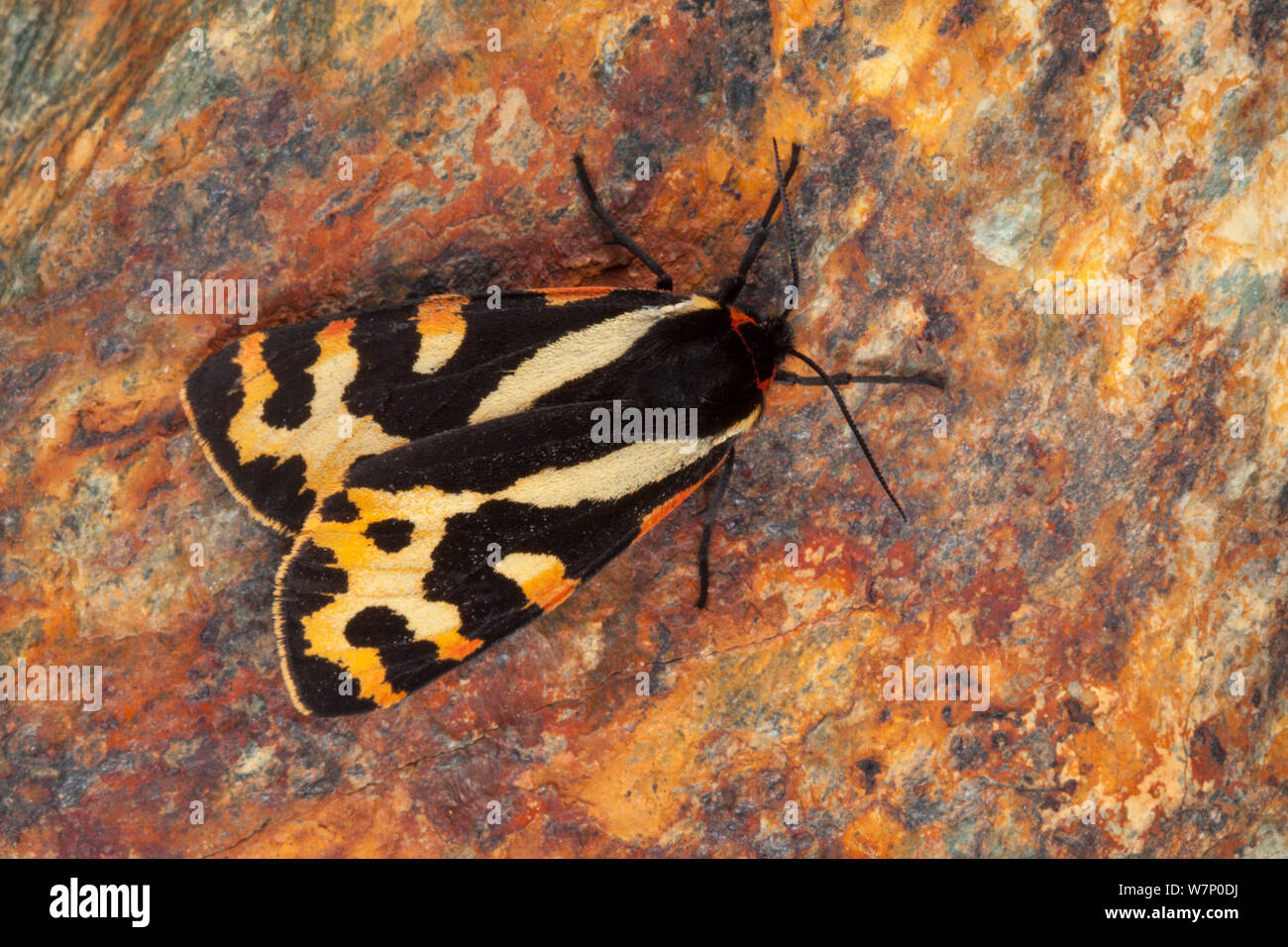 Legno Tiger moth (Parasemia plantaginis) Valle d'Aosta, Monte Rosa massiccio, Pennine, Italia. Luglio. Foto Stock