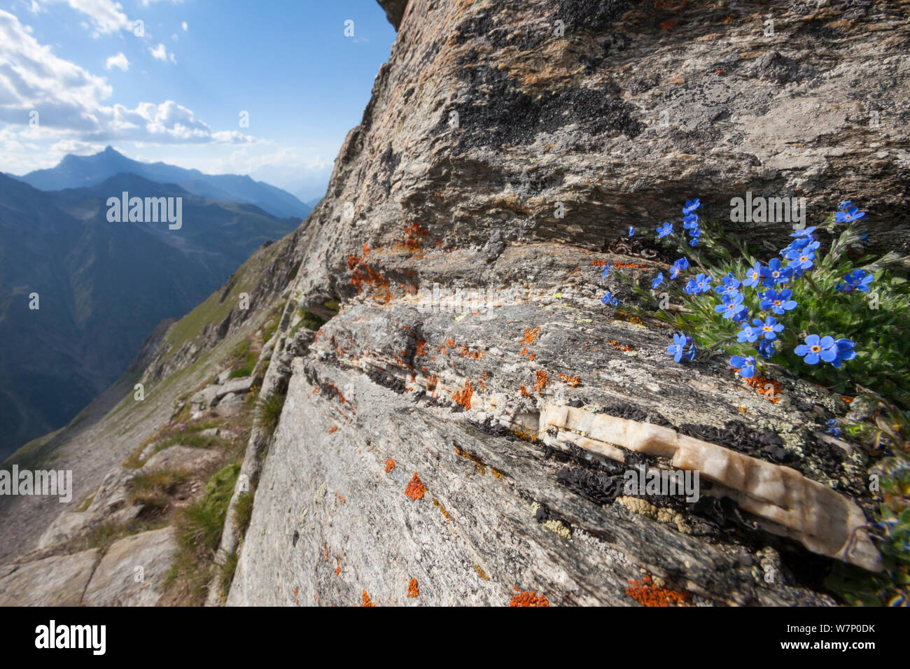 Il re delle Alpi (Eritrichium nanum) crescente sulla cresta della montagna a 3000 metri di altitudine nel Parco Nazionale del Gran Paradiso, Valle d'Aosta, Pennine, Italia. Luglio. Foto Stock