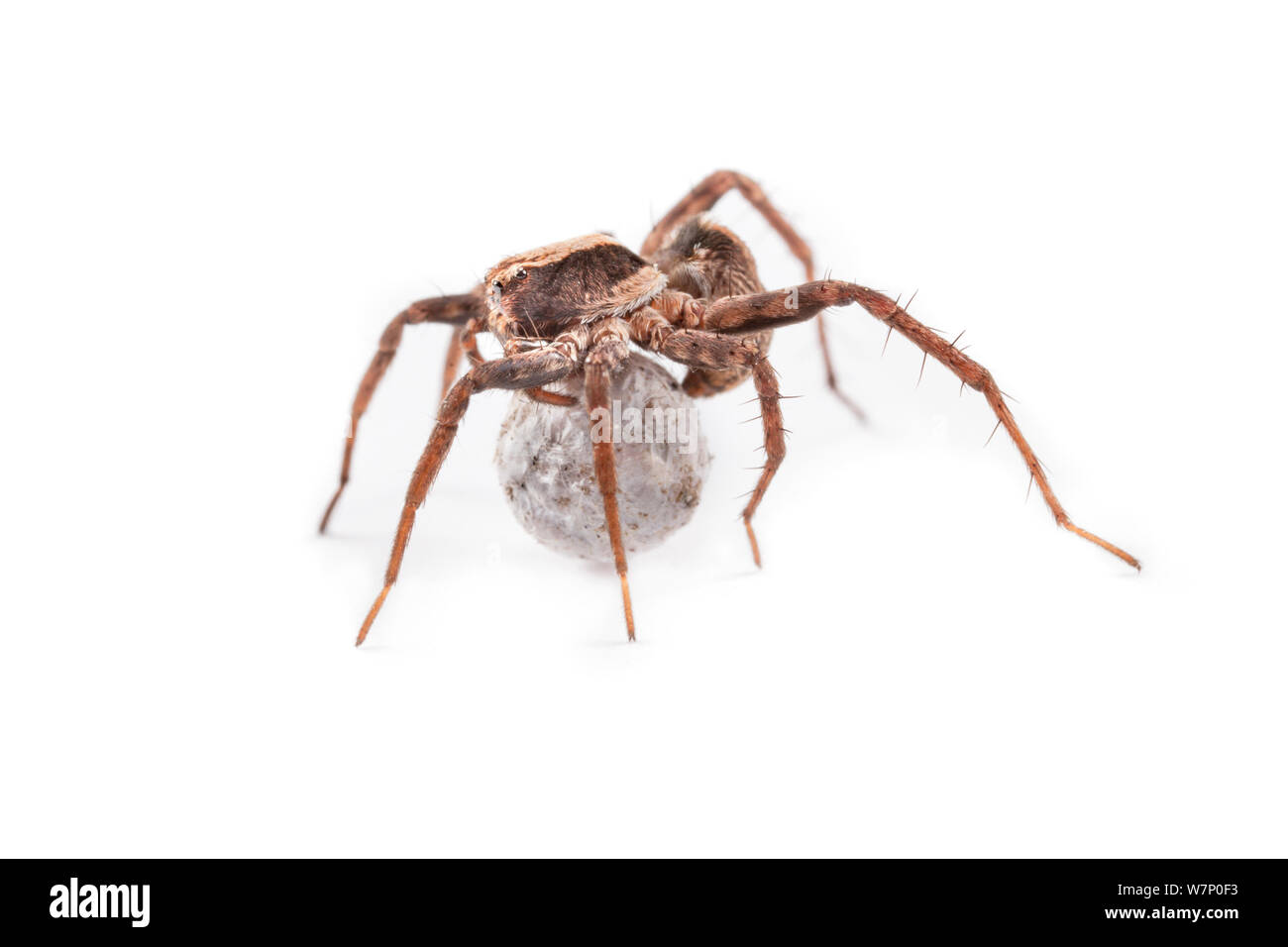 Wolf Spider (Xerolycosa nemoralis) femmina uovo porta sac, photographd su uno sfondo bianco. Valle d'Aosta, Monte Rosa massiccio, Pennine, Italia. Luglio. Foto Stock