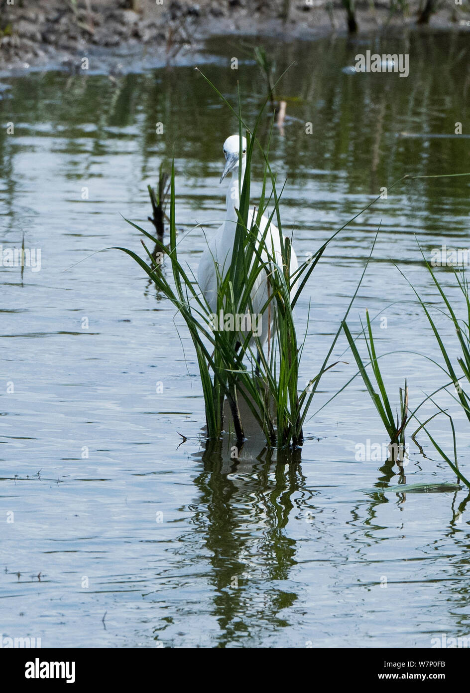 Vista generale di una Garzetta in Rainham Marshes Riserva Naturale , in Essex. Foto Stock