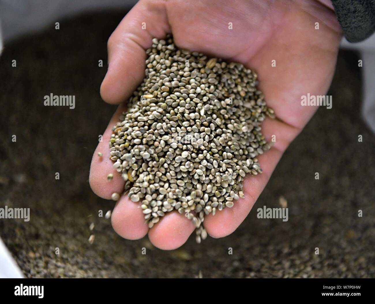 26 aprile 2019, il Land Turingia, Wachstedt: Christoph Weidner, signore del castello, ambientale pedagogo e automotive tecnico meccatronica, memorizza i semi di canapa in 800-anno-vecchio castello Gleichenstein nell'Eichsfeld nel nord della Turingia. Il 35-anno-vecchio figlio di un sacerdote che affonda le sue radici nella parte orientale della Turingia ha acquisito il male il castello danneggiato lo scorso anno al fine di salvare e rilanciare. Lui è la pianificazione di un luogo per celebrare e un programma di utilità di canapa fabbrica di schiuma. Un piccolo museo è anche quello di essere costruito. Foto: Martin Schutt/dpa-Zentralbild/ZB Foto Stock