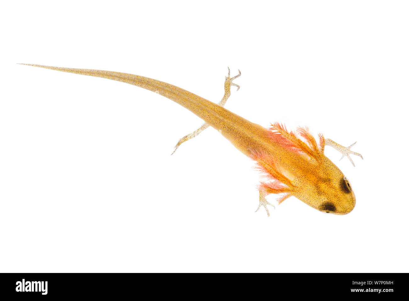 Newt liscia girino (Triturus vulgaris) vista aerea fotografato su un backgrond bianco. Derbyshire, Regno Unito. Agosto. Foto Stock