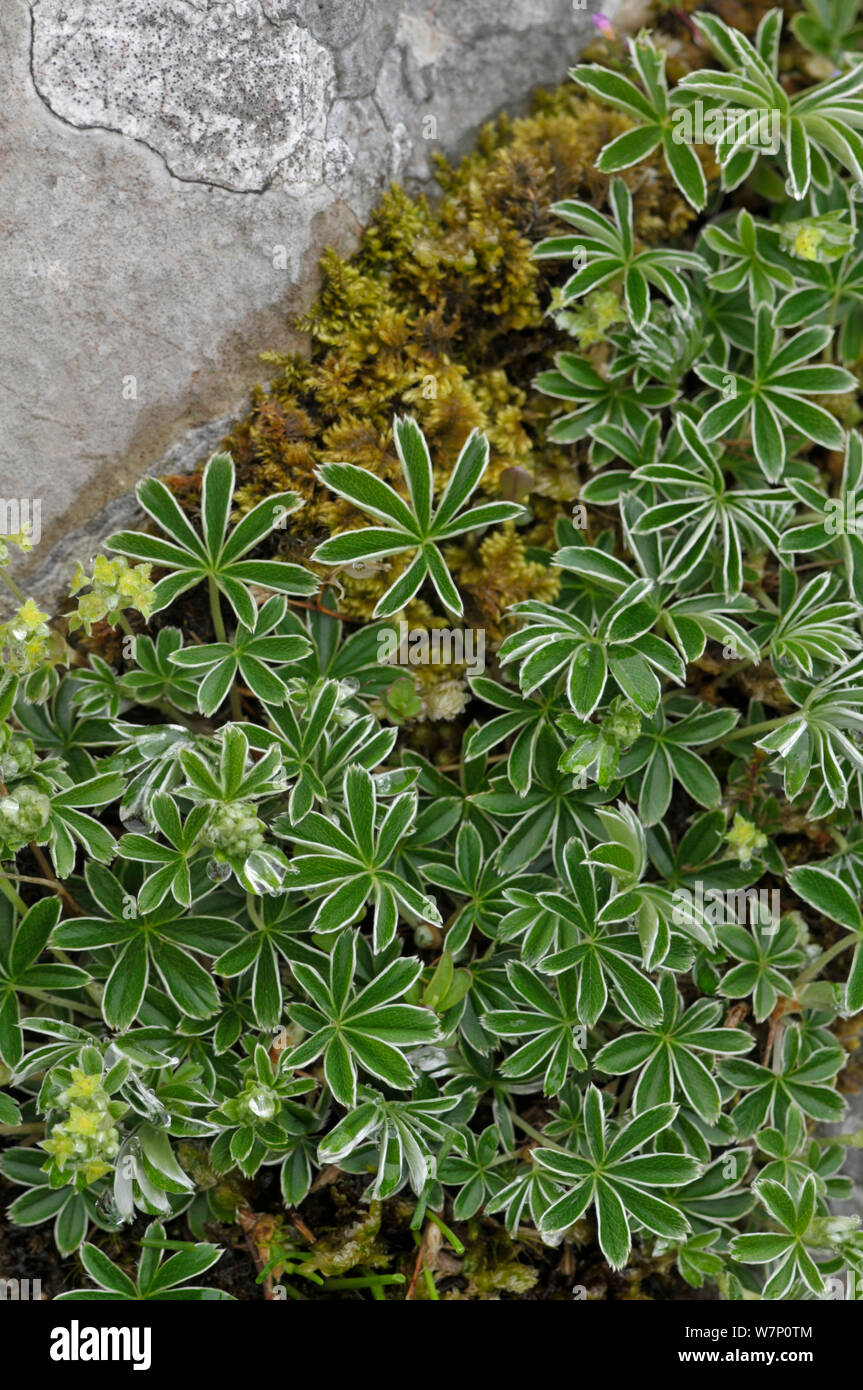 Alpine lady del mantello (Alchemilla alpina), Picos de Europa, in Spagna, in giugno. Foto Stock