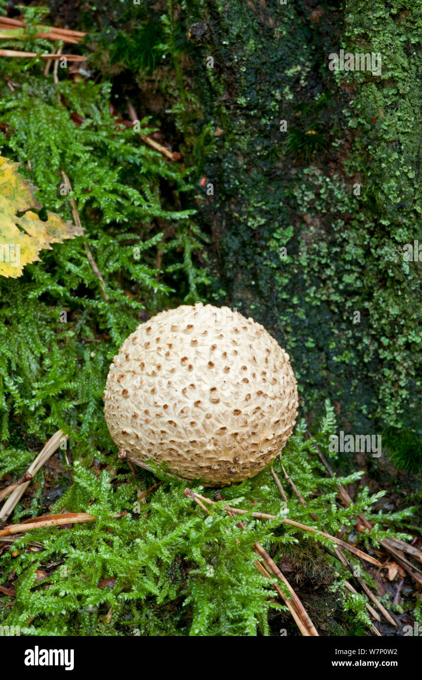 Earthball comune (Scleroderma citrinum), Ottobre. Foto Stock