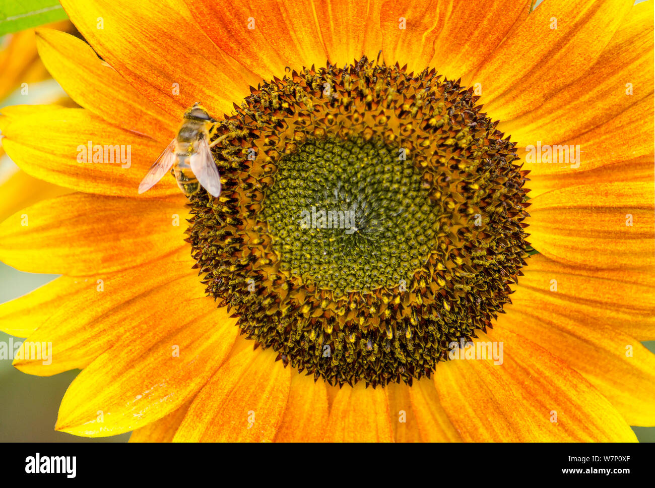 La visualizzazione a schermo intero di un girasole giallo con un ape nettare di raccolta Foto Stock