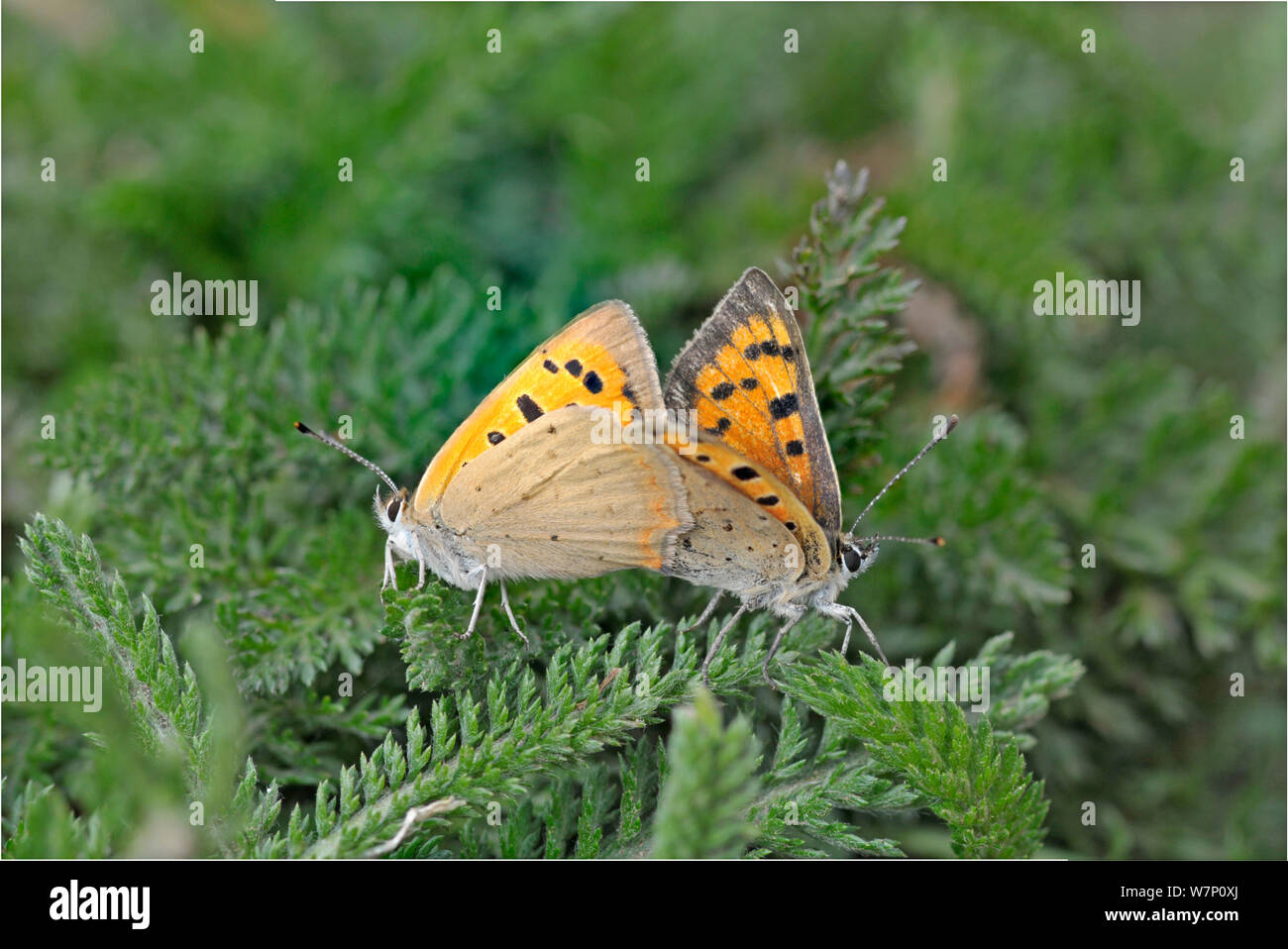 Coppia di piccole farfalle di rame (Lycaena phlaeas) coniugata, Devon, Inghilterra, Regno Unito, Luglio. Foto Stock