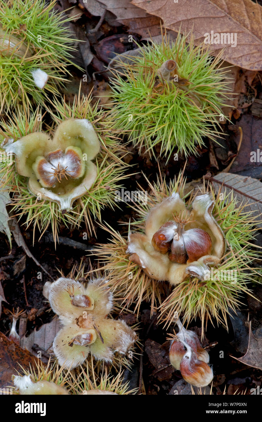 Le castagne da un castagno (Castanea sativa) sul suolo della foresta, Surrey, England, Regno Unito, ottobre Foto Stock