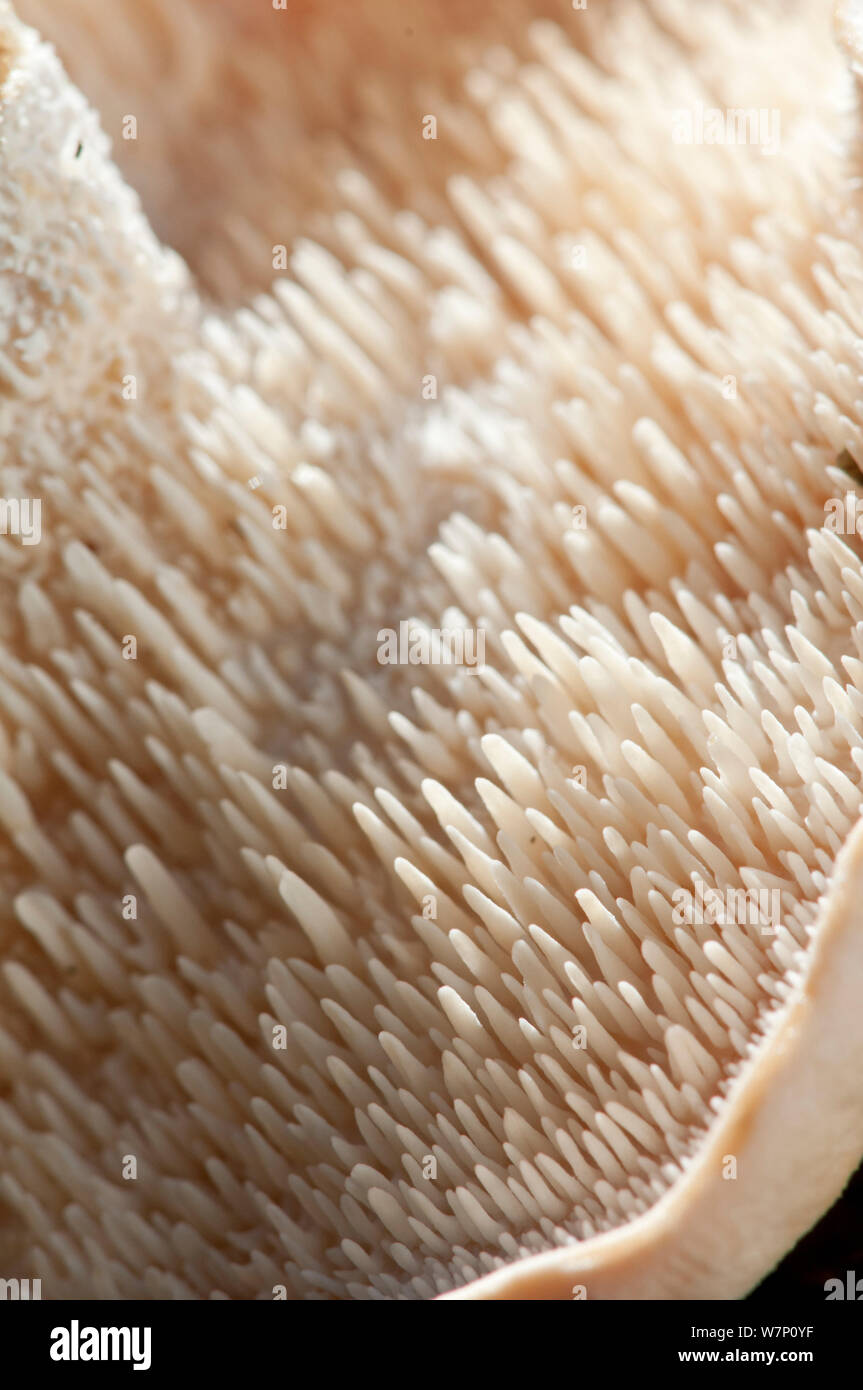 In prossimità della parte inferiore di un legno fungo hedgehog (Hydnum repandum), che mostra i suoi denti-come spore-strutture portanti, Surrey, England, Regno Unito, ottobre. Foto Stock