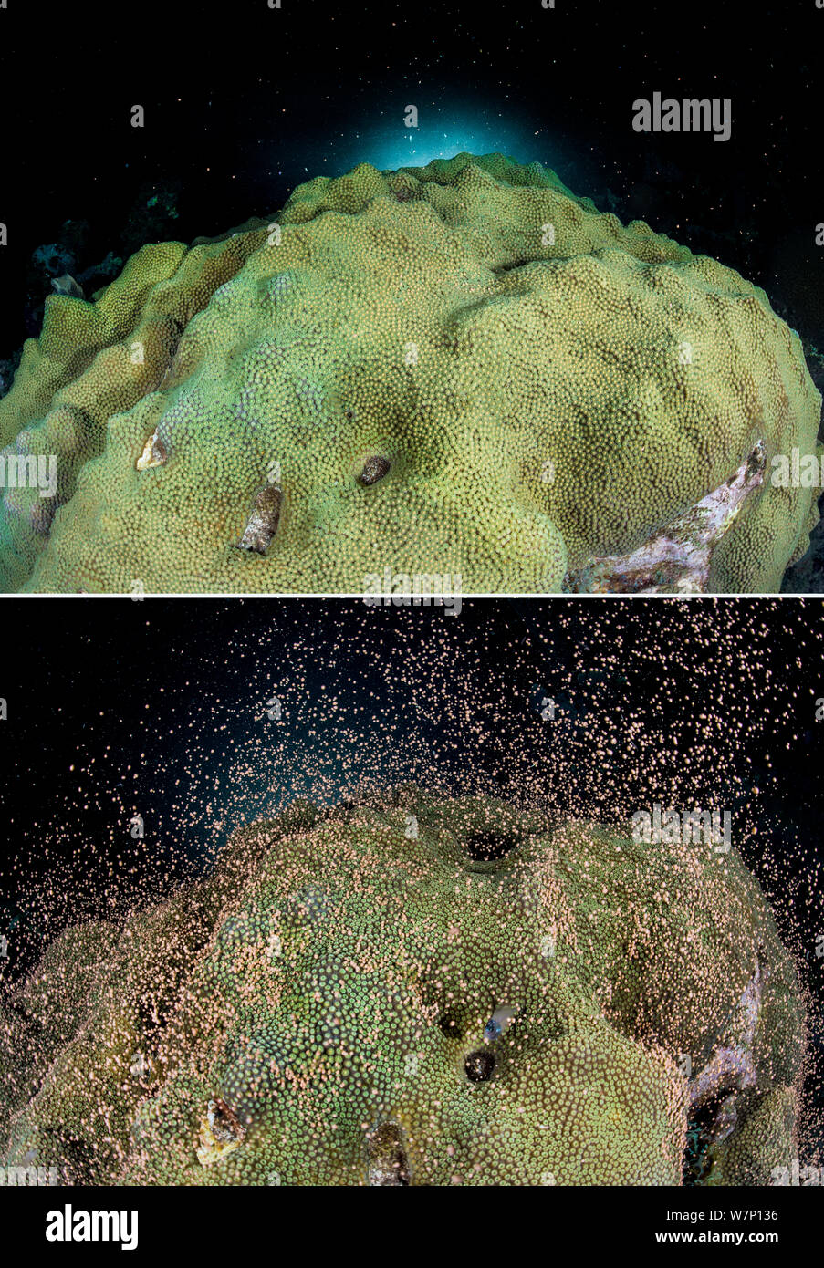 Due immagini della stessa colonia di montuoso stelle coral (Montastraea faveolata) la deposizione delle uova di notte su una barriera corallina che mostra i fasci di uova e sperma prima e dopo la deposizione delle uova sincrono release, East End, Grand Cayman, Isole Cayman, British West Indies, Mar dei Caraibi. Foto Stock