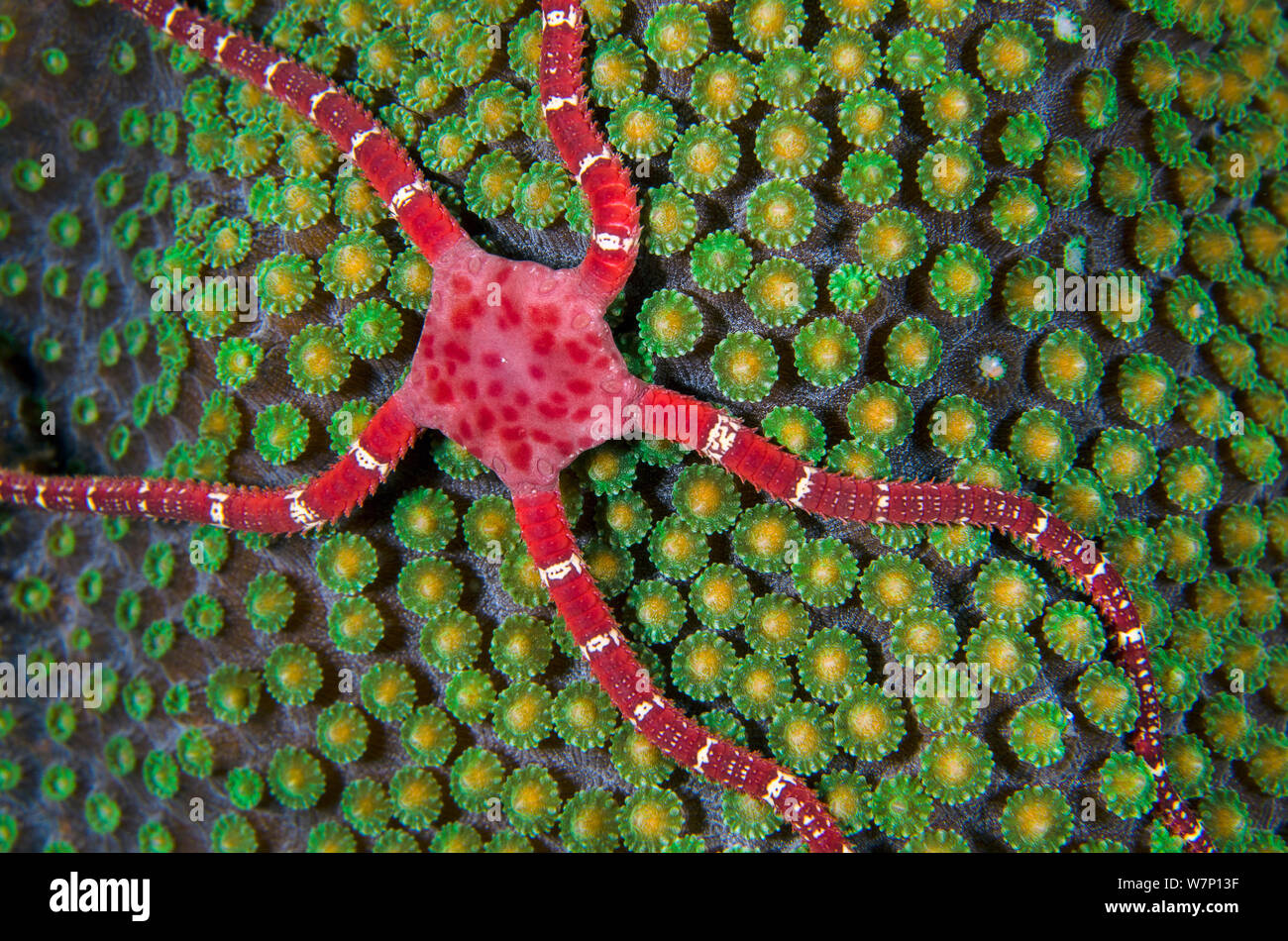 Ruby star fragile (Ophioderma rubicundum) salendo sulla cima di una montagna di corallo a stella (Montastraea faveolata) come si prepara a deporre le uova durante la notte, East End, Grand Cayman, Isole Cayman, British West Indies. Mar dei Caraibi. Foto Stock
