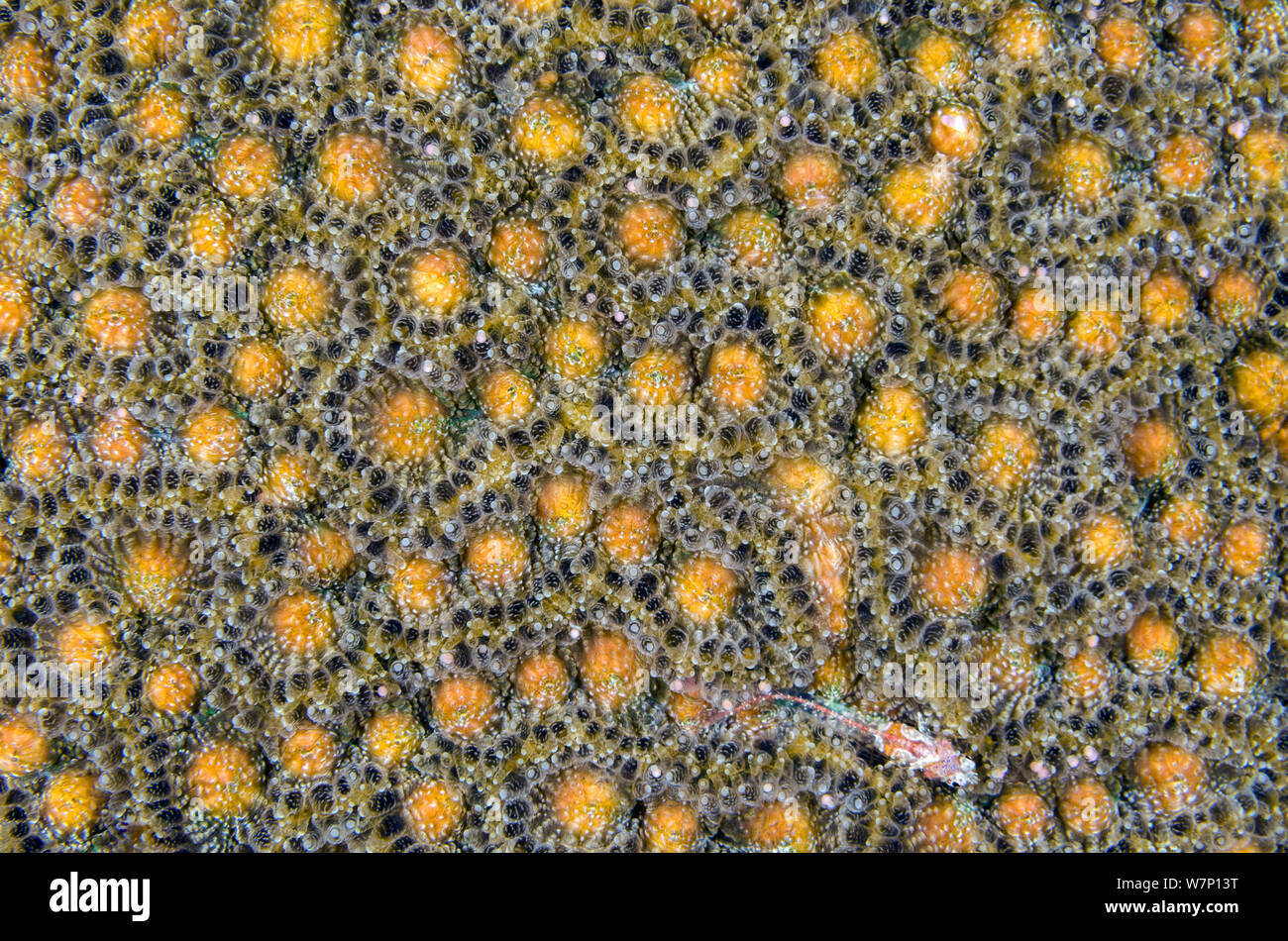 Un cervello simmetrico coral (Diploria strigosa) preparazione di spawn di notte, mostrando i fasci di uova e sperma entro i polipi prima del loro rilascio sincrono con un Triplefin (Helcogramma) il ricovero del corallo, East End, Grand Cayman, Isole Cayman, British West Indies, Mar dei Caraibi. Foto Stock