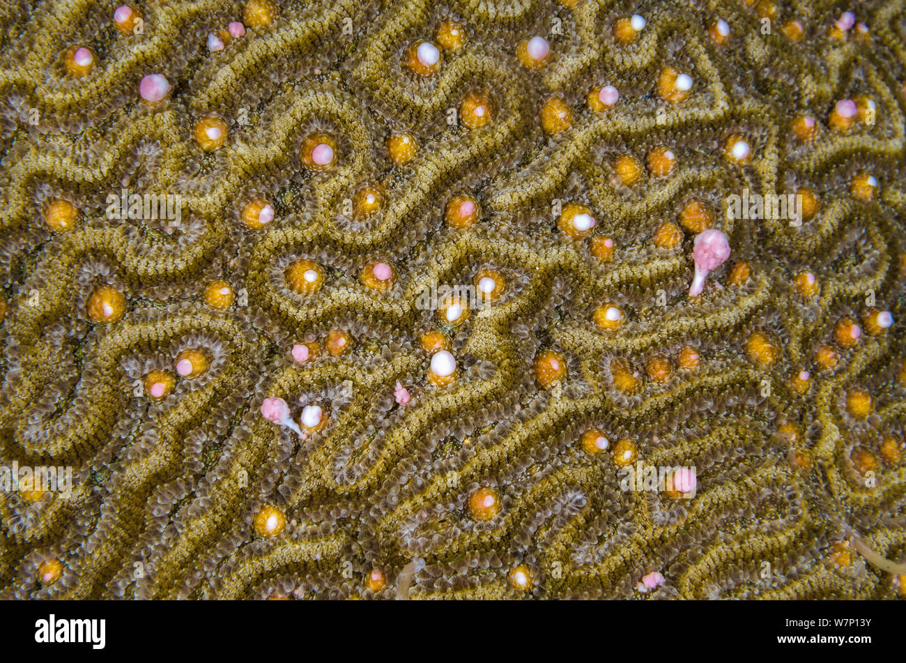 Un cervello Symmeterical coral (Diploria strigosa) la deposizione delle uova di notte, rilasciando rosa e bianco di fasci di uova e sperma da i polipi entro le sue gole, East End, Grand Cayman, Isole Cayman, British West Indies, Mar dei Caraibi. Foto Stock