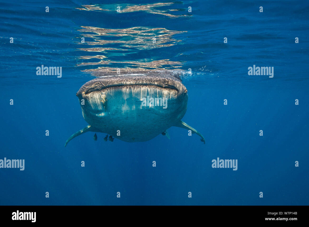 Un squalo balena (Rhincodon typus) nuoto in superficie, Isla Mujeres, Quintana Roo, la penisola dello Yucatan, Messico, Mar dei Caraibi. Foto Stock
