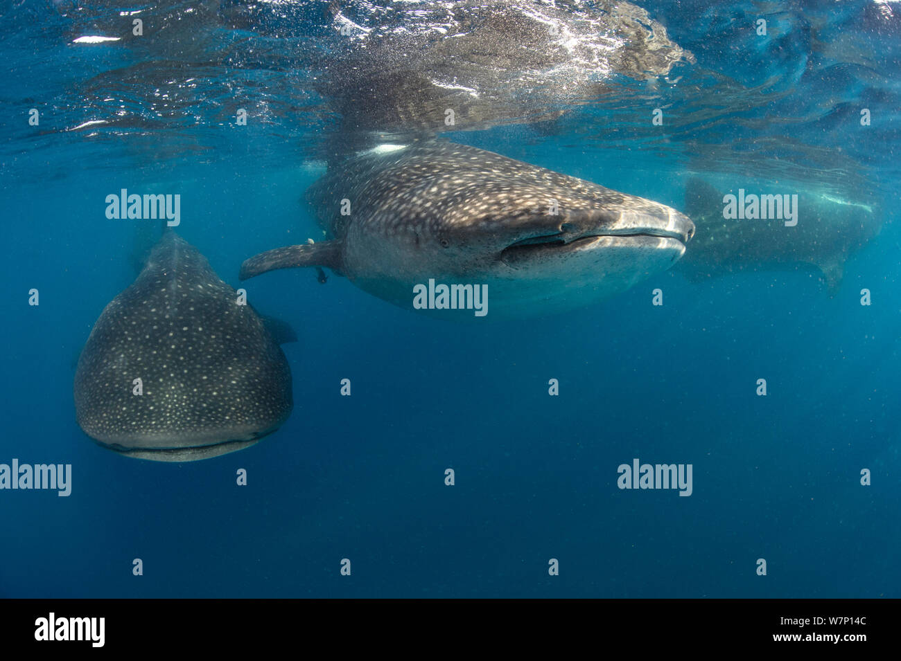 Tre squalo balena (Rhincodon typus) imballaggio insieme al fine di alimentare, Isla Mujeres, Quintana Roo, la penisola dello Yucatan, Messico, Mar dei Caraibi. Foto Stock