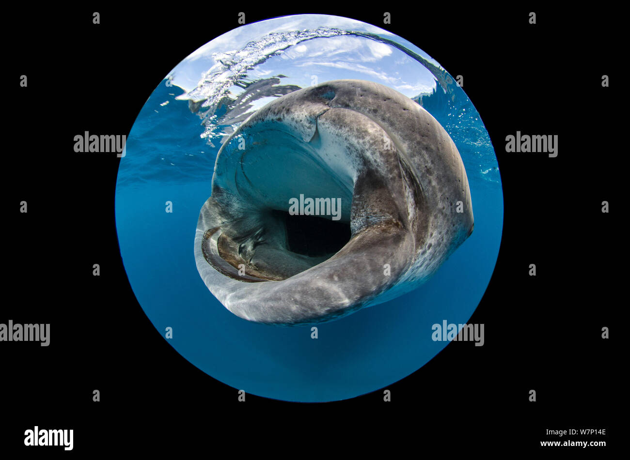 Un extreme close up utilizzando circolare lente fisheye della bocca di uno squalo balena (Rhincodon typus) come si nutre di uova di pesce in superficie, Isla Mujeres, Quintana Roo, la penisola dello Yucatan, Messico, Mar dei Caraibi. Foto Stock