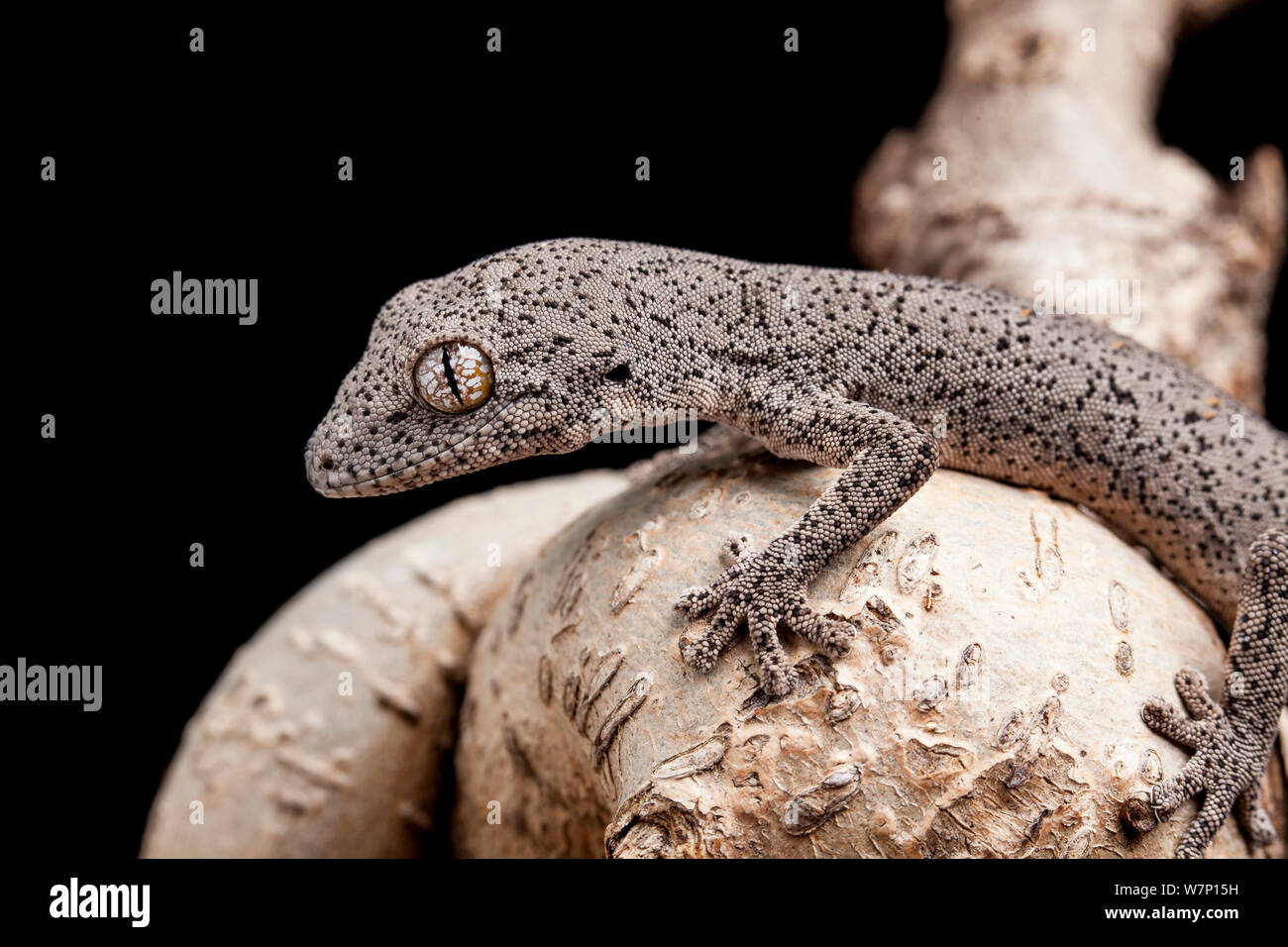 Spinosa orientale-tailed gecko (Strophurus williamsi). Captive. Endemico in Australia. Foto Stock