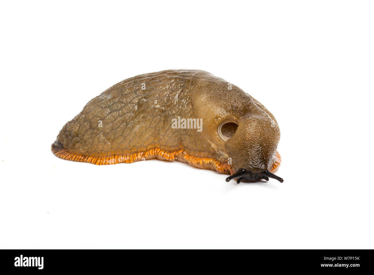 Nero (Slug Arion ater) grigio forma. Yorkshire, Regno Unito, Settembre. Foto Stock