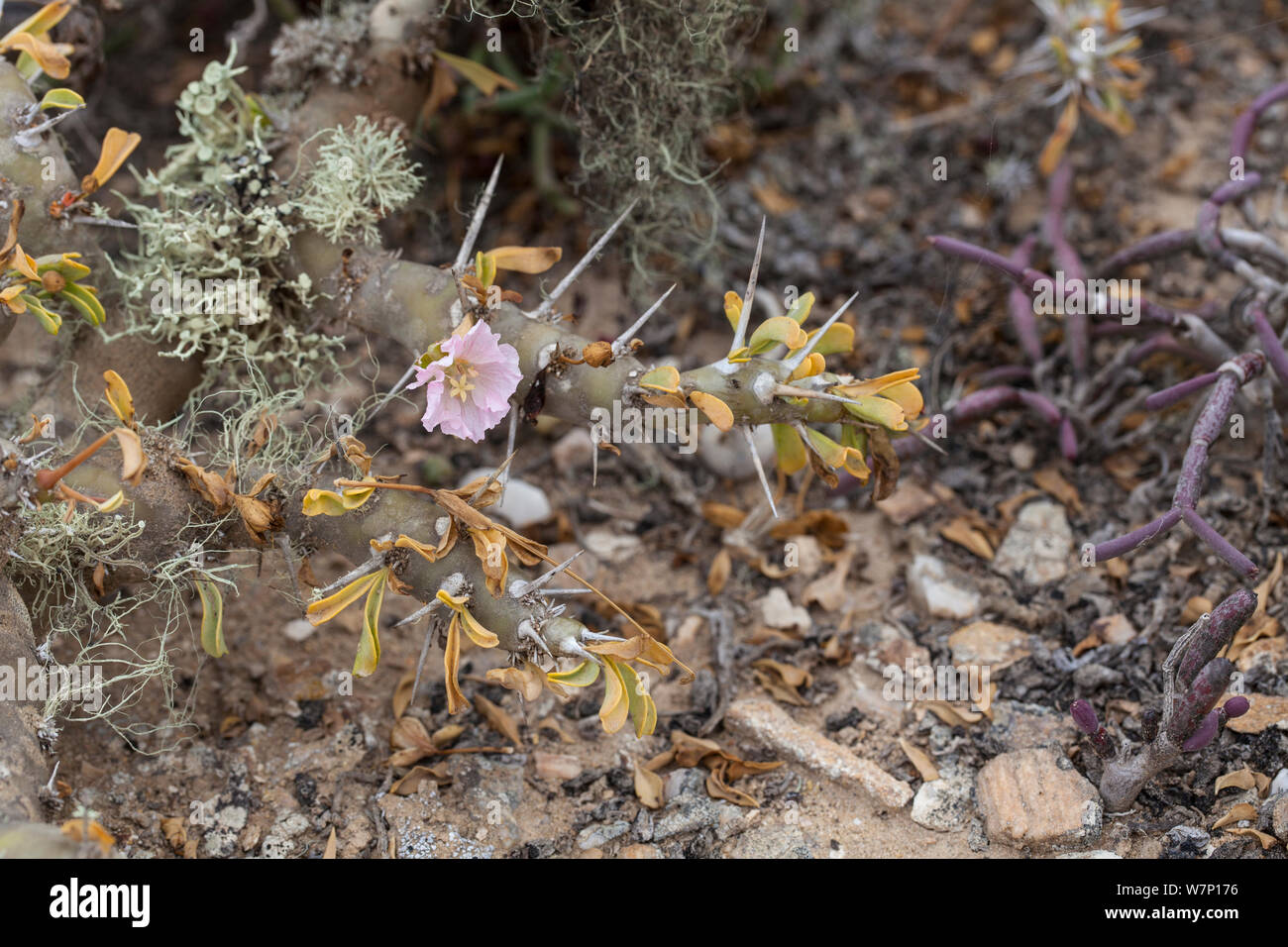 Fioritura Sarcocaulon (Pelargonium) e altre piante succulente. Vicino a Alexander Bay, Sud Africa. Foto Stock
