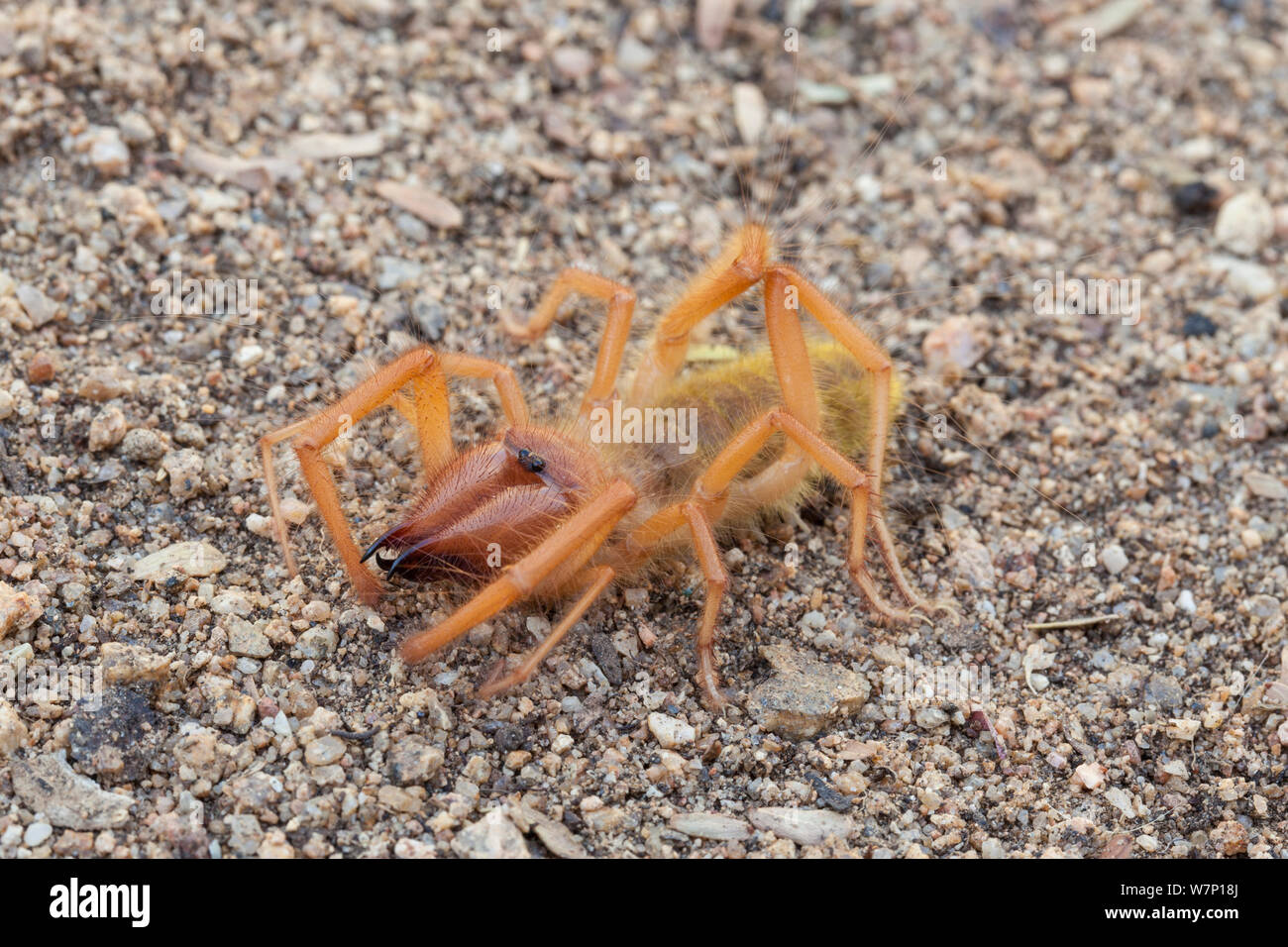 Camel spider / vento Scorpion / Sun Spider (Solifugae). Sud Africa, ottobre 2012. Foto Stock
