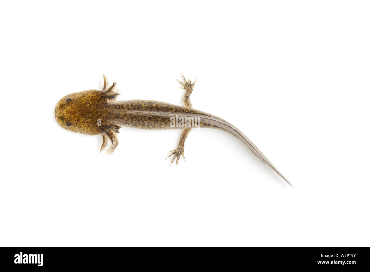 (Axolotl Ambystoma mexicanum) contro uno sfondo bianco. Captive. Endemico in America centrale. Foto Stock