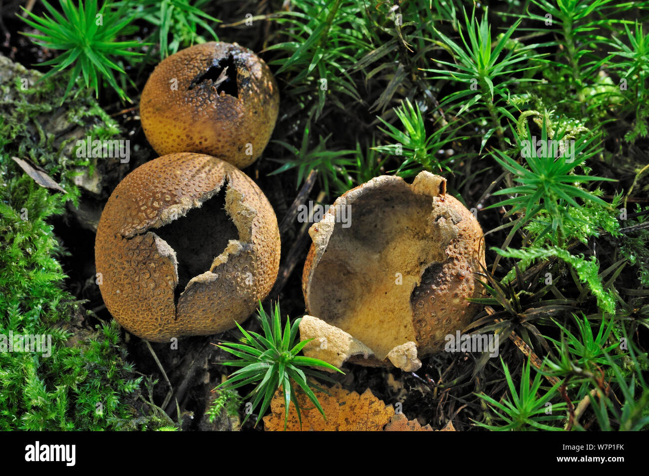 Comune di fungo earthball (Scleroderma citrinum) rotta fino a rilasciare le spore in autunno, Belgio Ottobre Foto Stock