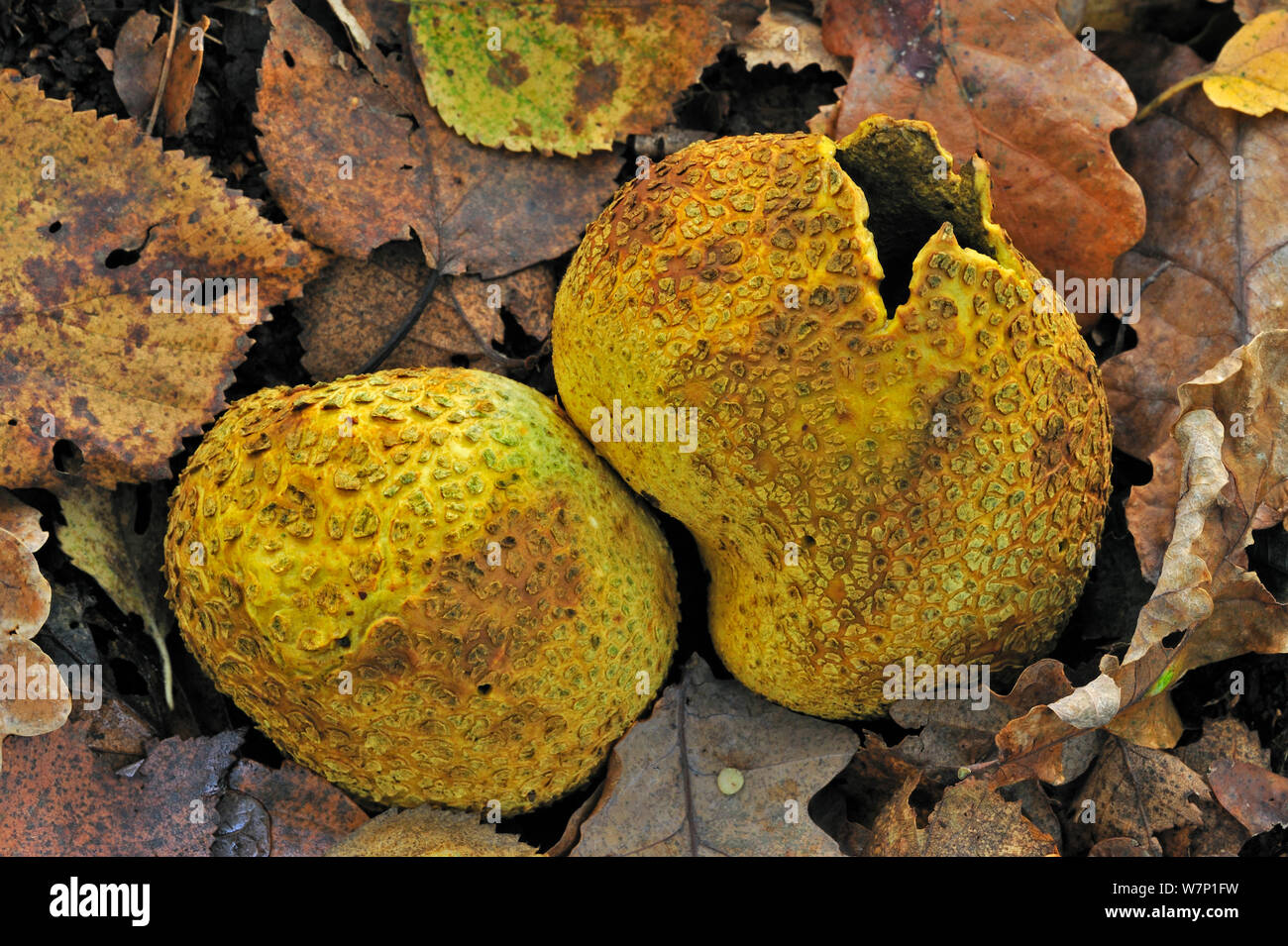 Comune di fungo earthball (Scleroderma citrinum) sul suolo della foresta rottura fino a rilasciare le spore in autunno, Belgio, ottobre Foto Stock