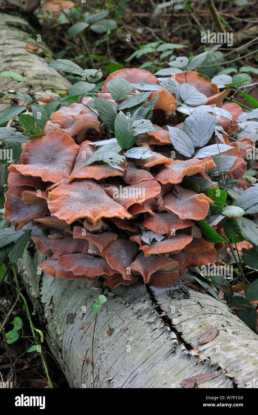 Il miele scuro (fungo Armillaria ostoyae / solidipes) cresce in cluster su albero caduto trunk in autunno la foresta, Belgio Ottobre Foto Stock